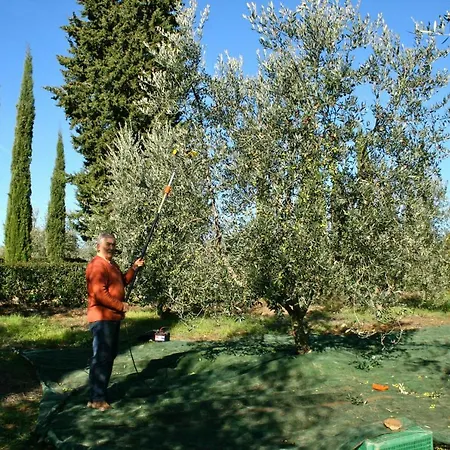 Donzellino